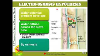 Biology STPM Translocation Hypothesis Electroosmosis Cytoplasmic Streaming amp Peristaltic Wave [upl. by Urbai169]