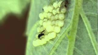 Scelionidae  Zygaena ephialtes eggs parasitized by an eggparasitoid [upl. by Joerg]