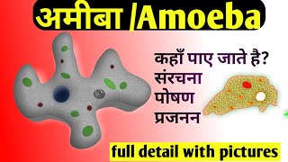 Amoeba in hindiअमीबा में पोषण amoeba kya hai Reproduction in amoebaamoeba me poshan in hindi [upl. by Anear780]