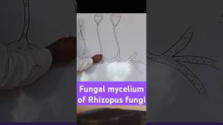 Fungal mycelium of Rhizopus biologydiagram learningvideos [upl. by Mona21]