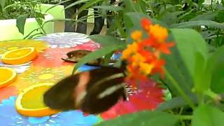 Longleat Zoo Butterfly House [upl. by Atniuqal]