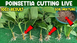 How to grow Poinsettia from cutting  Poinsettia Plants Cutting Process Live  Poinsettia Cutting [upl. by Orazal]