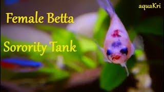 Female betta fish sorority tank and tank mates [upl. by Lewan]