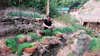 Harvesting onions from the garden and taking them to market to sell  Farm Life  TA Bushcraft [upl. by Eendys214]