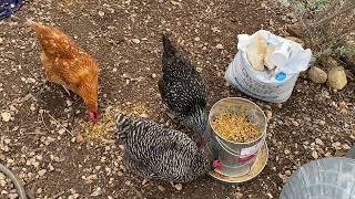 Chicken Feed Review Kalmbach Henhouse Reserve [upl. by Sobel578]