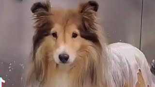 Adorable Sheltie  Senior Shetland Sheepdog [upl. by Bria]