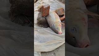 new fishing videos  machhali pakdane ka sabse aasan tarikabest fishing spot in fisch shortvideo [upl. by Anovad]