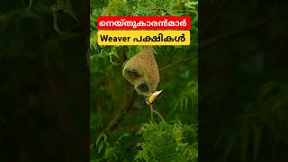 നെയ്തുകാരായ weaver പക്ഷികൾ weaverbirds shorts facts [upl. by Dwight]