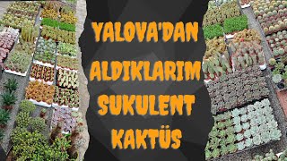 YALOVADA ALDIĞIM SUKULENT VE KAKTÜSLER [upl. by Okir141]