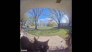 My cat rang my doorbell ☺️ cat catlover nature doorbellcam cute [upl. by Bari]