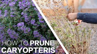 How To Prune Beyond Midnight Caryopteris [upl. by Sherrard]