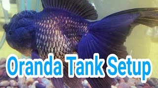 Oranda Goldfish Tank Setup and Maintenance [upl. by Halvaard282]