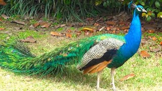 Peacock bird dance display [upl. by Elehcir99]