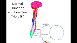 How Does Spinal Cord Injury Effect the Bladder [upl. by Okram]