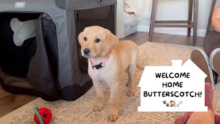 PUPPY COMES HOME WITH US FAM VLOG puppy puppyvlog [upl. by Aleahcim]