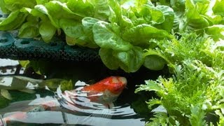 生生不息Hydroponic cultivation of water in which Natural reproduction koi [upl. by Ahsenroc199]