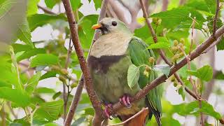 Blackchinned Fruit Dove 小綠鳩 [upl. by Orr]