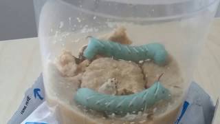 hornworm timelapse going into pupa stage [upl. by Killie]