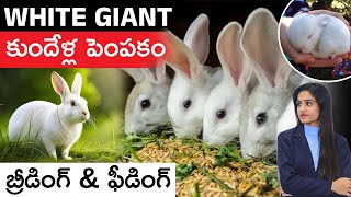 How To Start Rabbit Farming  White Giant Rabbit Farming Telugu  Rabbit Farming in Telugu [upl. by Bethel]