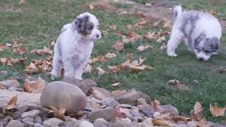 Steve Weavers Mini Sheepadoodle Puppies [upl. by Don581]