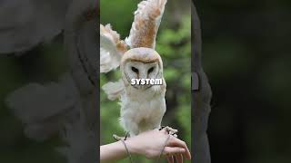 Unlocking the Mysteries of Owl Neck Rotation  Secrets Revealed [upl. by Sage]