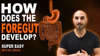 Embryology of the GIT I  Foregut Easy to Understand [upl. by Ivan397]