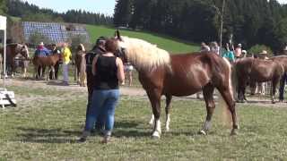 Fohlenschau Sankt Märgen 06082015  Ring 1  HNZ Maitanz [upl. by Idnaj440]