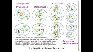 Brassage génétique et diversification du génome partie 2 CO et anomalies [upl. by Ahsiuq]