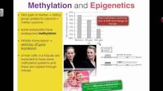 Methylation and Epigenetics 2016 IB Biology [upl. by Ainitsirhc]