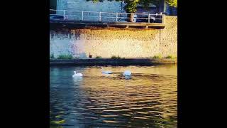 Namur Belgium River La Meuse belgique wallonie travel mallu [upl. by Ytisahc]