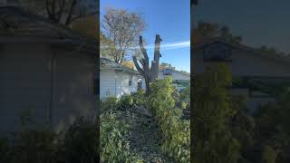 Cutting Down A Hackberry For A Customer youtubeshorts treeremoval firewood treeservice [upl. by Bill]