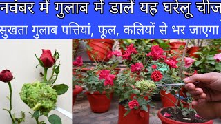 how to get maximum flowers on rose plant best homemade organic liquid fertilizergardening [upl. by Enneibaf]