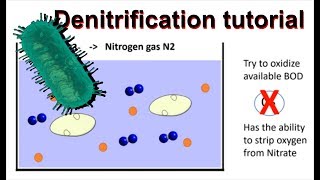 How does denitrification work and simultaneous nitrificationdenitrification [upl. by Bernadene]