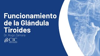 Funcionamiento de la Glándula Tiroides  CIC [upl. by Edmon]