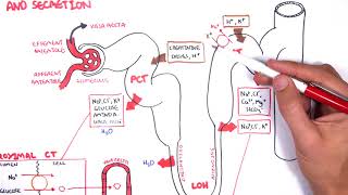 Nephrology  Physiology Reabsorption and Secretion [upl. by Dearr763]