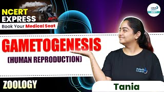 Gametogenesis  Human Reproduction  📚NCERT Line by Line  NEET 2025 Zoology with Tania Maam [upl. by Lilybel]