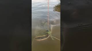 Fish 🦈🐬shorts viral fidh shortvideo viralvideo [upl. by Warga]