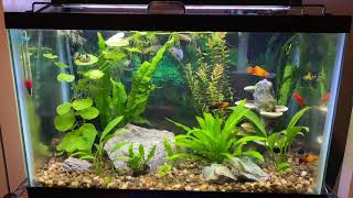 10 gallon community tank with platies and guppies [upl. by Essex]