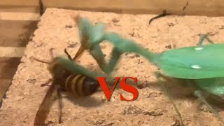 ヒメスズメバチVSダークフラッシュマンティス Vespa ducalis VS Sphodromantis cf viridis [upl. by Clare]