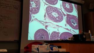 Endocrine Histology male reproductive system 01 [upl. by Nevin523]