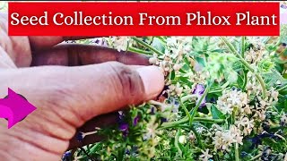 How to collect seed from phlox plant  Seed collection from phlox plant [upl. by Barling]