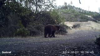 Black Bear in the Mayacamas Mountains [upl. by Hoskinson]