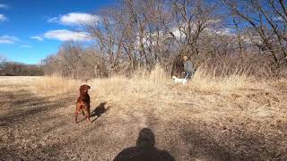 Bird Dog Training with Pen Raised Quail [upl. by Eiger]