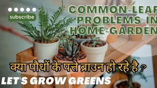 Tips to save brown leaf tips in Calathea spiderplant क्या आपके पौधो की पत्तियाँ ब्राउन हो रही हैं [upl. by Laved]