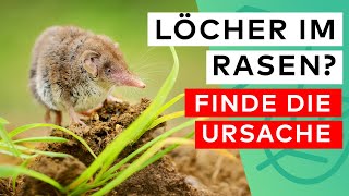 Löcher im Rasen 🐁🦔 Finde die tierischen Verursacher [upl. by Clements]