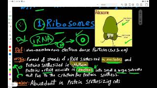 Non membranous organelles Ribosomes [upl. by Lyrem]