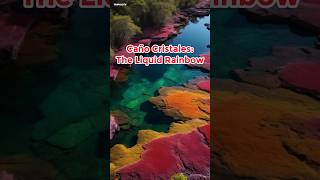 Mesmerizing and Colorful Places on Earth Caño Cristales River of Five Colors shorts mesmerizing [upl. by Viki]