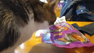 Cat has thing for the Refresher sweet packet [upl. by Mailand]