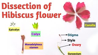 Dissection of Hibiscus Flower 🌺 Biology Practical  Pravin Bhosale [upl. by Adnovaj17]