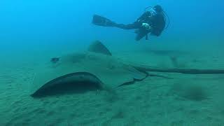 2024 MADEIRA July – Garajau Marine Reserve – Dive Site ARENA Stingray – Dasyatis Pastinaca [upl. by Ardnaxela469]